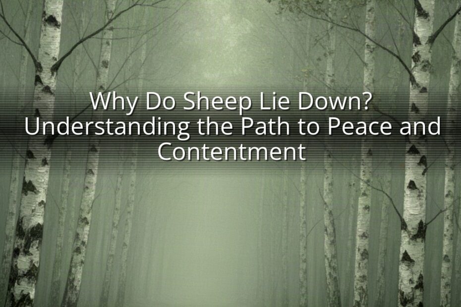 Why Do Sheep Lie Down? Understanding the Path to Peace and Contentment