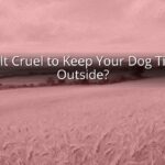 Is It Cruel to Keep Your Dog Tied Outside?
